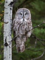 Great Gray Owl.jpg
