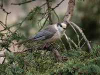 Canada Jay.jpg
