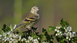 Female Siskin2 07 May 25.jpg Female Siskin2 07 May 25.jpg