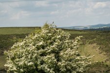 022 Stonechat (Male) 01-1002821 PS Adj Upload.JPG
