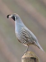 California Quail.jpg