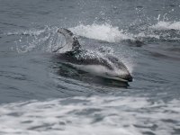 Pacific White-sided Dolphin.jpg