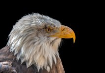 Steve France_Bald Eagle up Close & Personal_WVCC.jpg