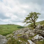 012 Lone Tree on Shelstone Tor 04-000154300012 PS Adj Upload.JPG