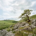 009 Lone Tree on Shelstone Tor 01-000154300009 PS Adj Upload.JPG