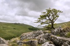Black a Tor Copse 01-1002163 PS Adj Upload.JPG