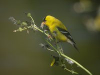 American Goldfinch small.jpg