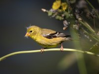 American Goldfinch f small.jpg