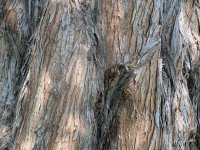 0001 Bark.jpg