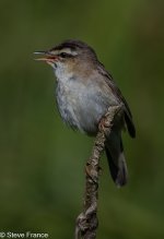19-06-2025 Sedge Warbler 2.jpg