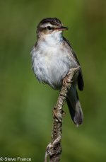 19-06-2025 Sedge Warbler.jpg