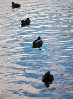Image 14-04-2017 at 22.41_Adj Ducks row.jpg Image 14-04-2017 at 22.41_Adj Ducks row.jpg