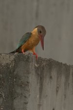 _PWJ5121 Stork-billed Kingfisher.jpg