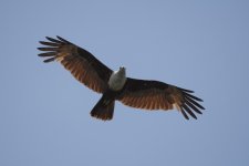 _PWJ5612 Brahminy Kite.jpg