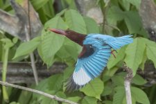 _PWJ4841 White-throated Kingfisher.jpg