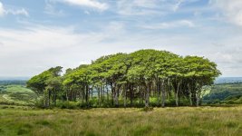 031 Ringmoor Cottage Copse 01-1992076 PS Adj Upload.jpg