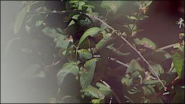 Grass at 10 feet Kowa TSN-1 E-PL5 P8090002.JPG