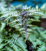 Week 25 - Snappiness 6.JPG Week 25 - Snappiness 6.JPG