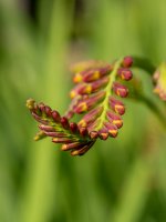 Week 25 - Snappiness 7.JPG Week 25 - Snappiness 7.JPG
