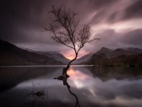 Lone Tree of Snowdonia Dawn Shot Upload.jpg Lone Tree of Snowdonia Dawn Shot Upload.jpg