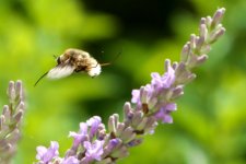 Bee in Flight.jpg Bee in Flight.jpg