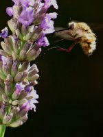 Bee Lavender Close.jpg Bee Lavender Close.jpg