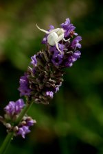 Crab Spider 1.jpg Crab Spider 1.jpg