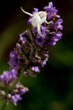 Crab Spider 2.jpg Crab Spider 2.jpg