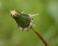 DSC_1953.JPG