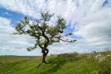 011 Combshead Tor Lone Tree 02-1002765 PS Adj Upload.jpg