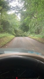 tree down.jpg