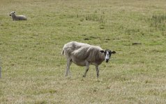 Shorn Sheep.jpg