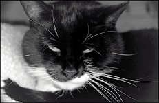 Kali close up Nikon F 1996_20_08.jpg