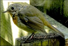 Robin on garden fence FZ82 P1010565.jpeg