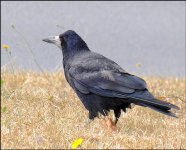 Crow on grass by road FZ82 P1010541.jpeg