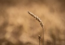 DPOY challenge - month 7 - Rural (1500)-1.jpg DPOY challenge - month 7 - Rural (1500)-1.jpg