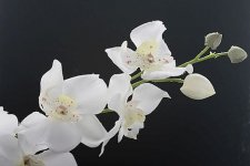 IMG_0299LoRes.jpg