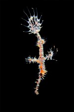 Ornate-ghost-pipefish-TP.jpg