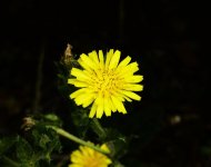 Flower resize.jpg