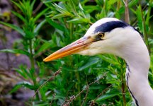 heron03.jpg