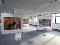 Wildlife photography exhibition at Winslade Park DSC01097.JPG Wildlife photography exhibition at Winslade Park DSC01097.JPG