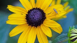 flower and bug3.jpg flower and bug3.jpg