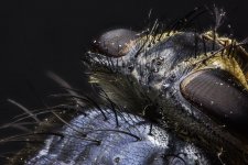 fly14v1024.jpg