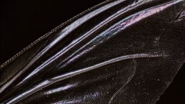 flyWing2-Recovered1024.jpg