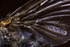 flyWing-Recovered.jpg