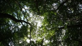 Trees.jpg