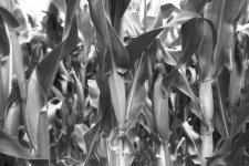 Corn.jpg