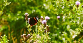 Vanessa atalanta.jpg