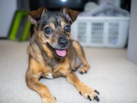 Week 32 - Pets 2.JPG