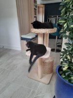 Cats.jpg
